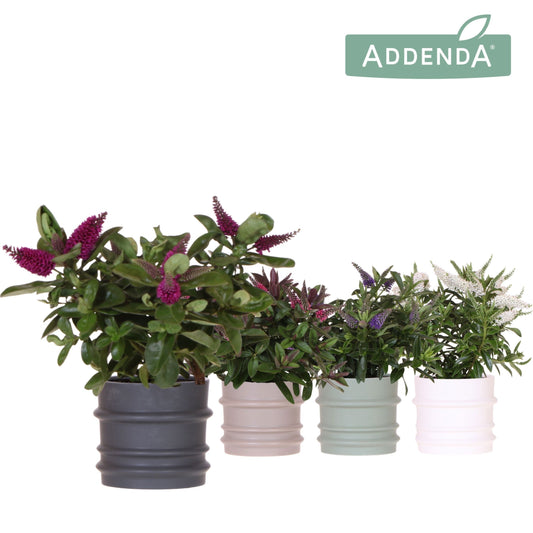 Hebe Hebedonna Alexa 30cm 12cm Pot