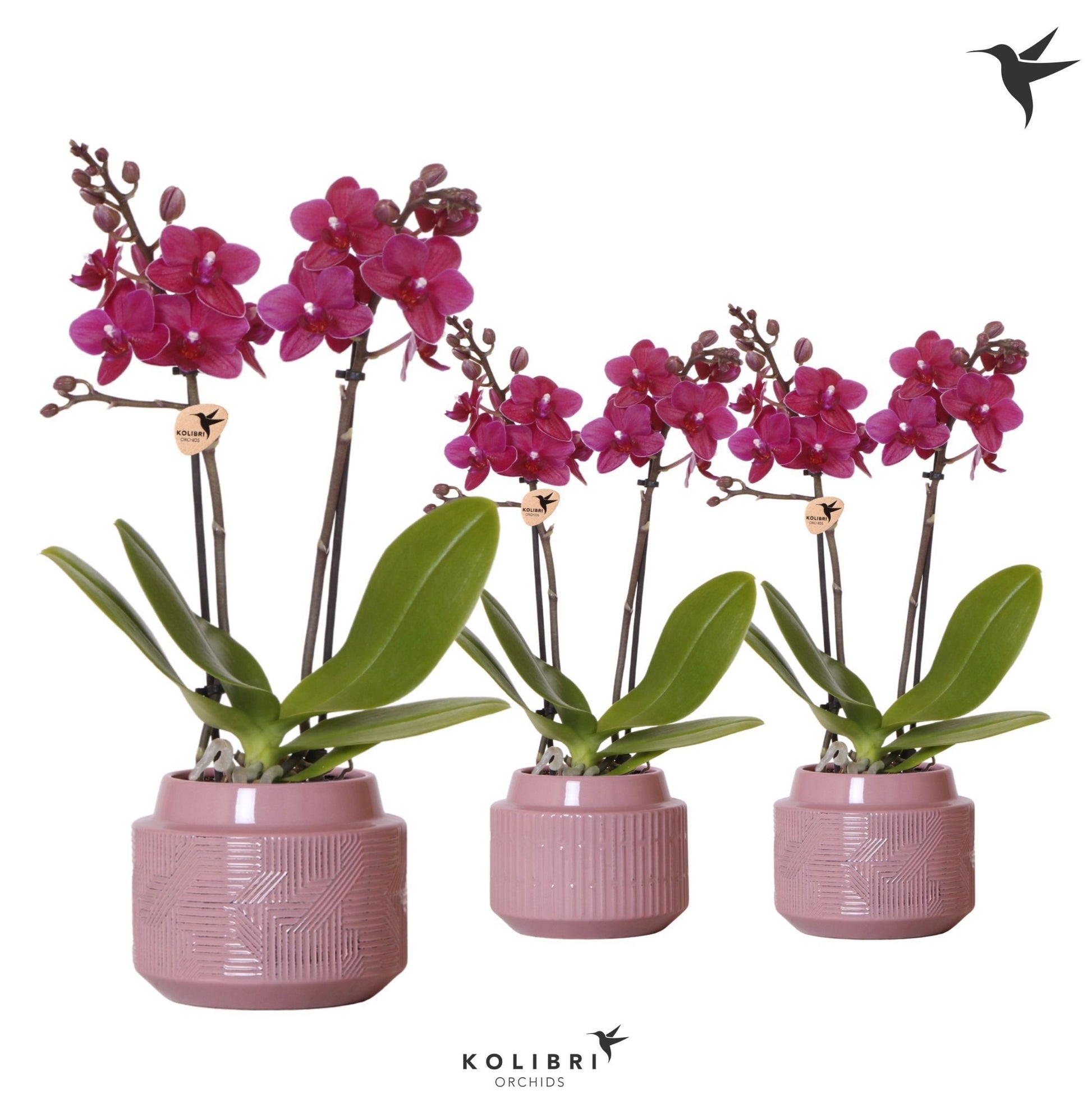 OK Plant Phalaenopsis Purple Pack of 5