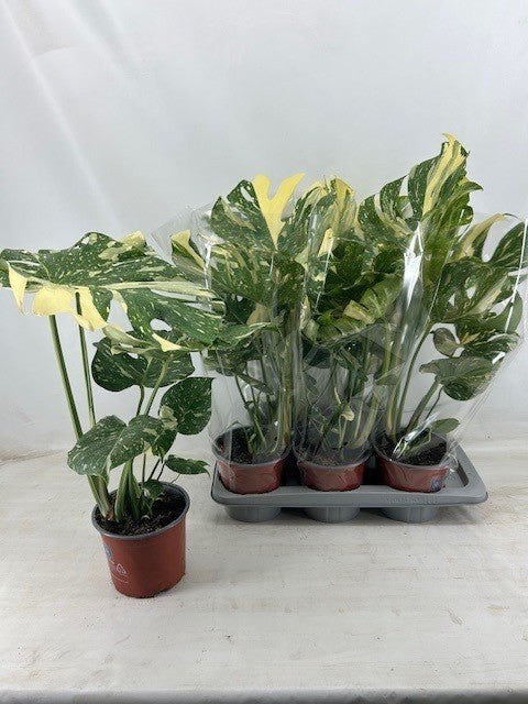 Monstera Thai Constellation 55cm 17cm Pot