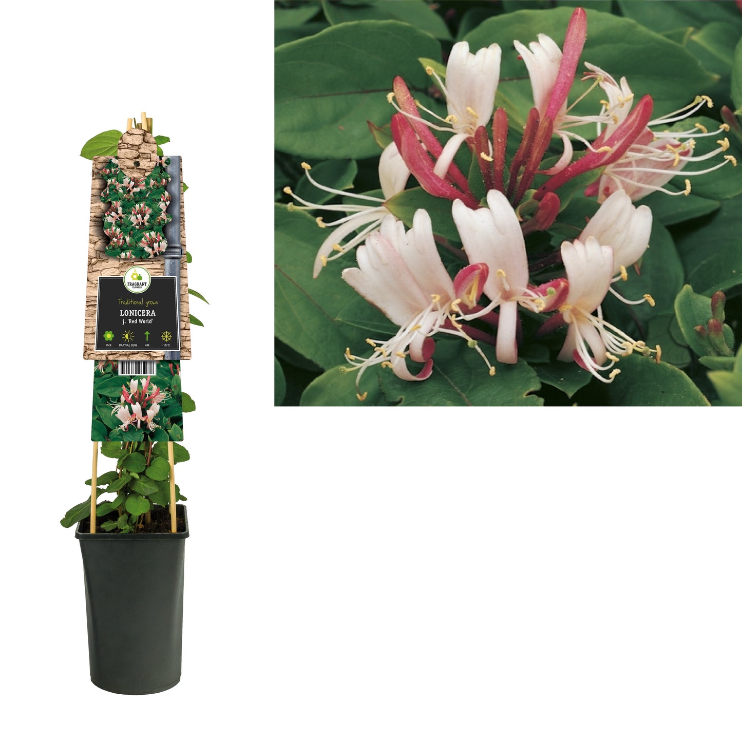 Lonicera Red World 75cm 17cm Pot