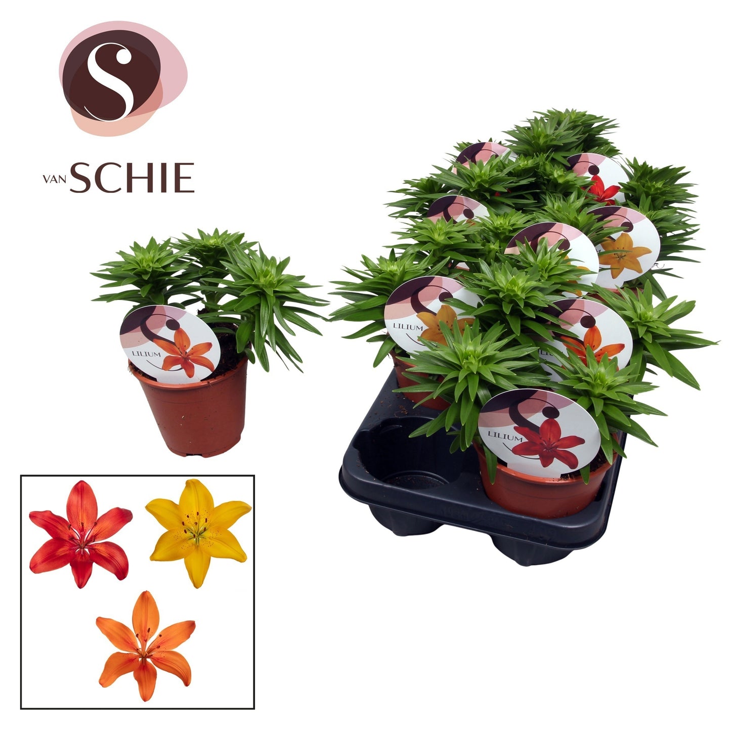 Lilium garden mix 20cm 13cm Pot
