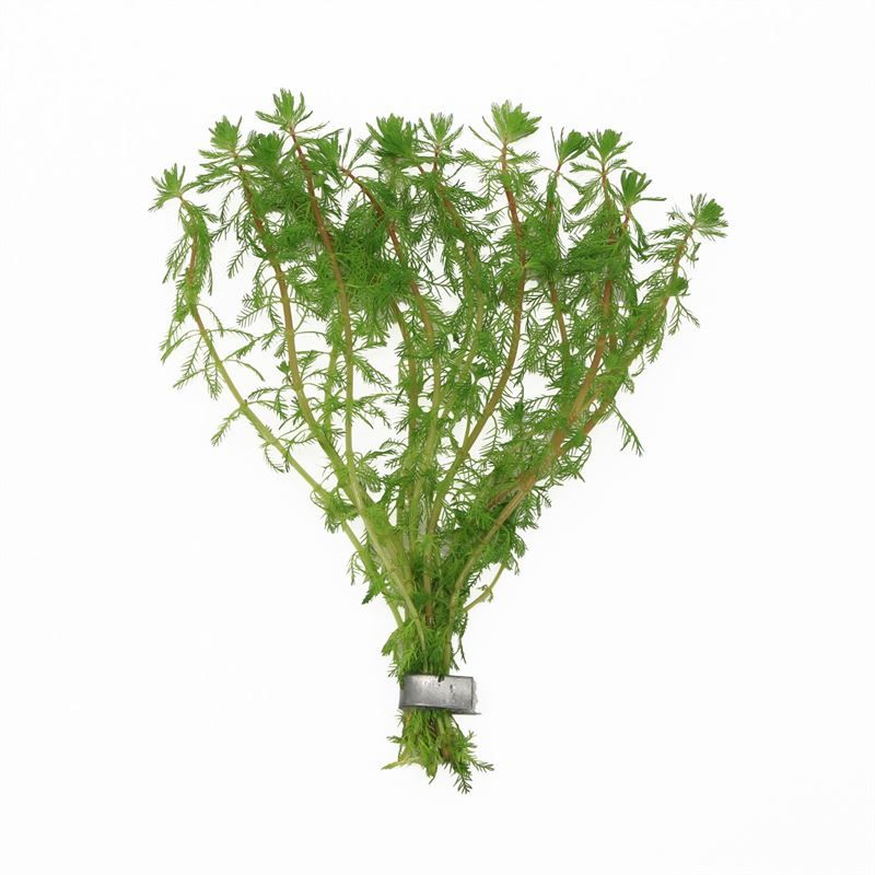 Aquarium plant mix 5cm 2cm Pot