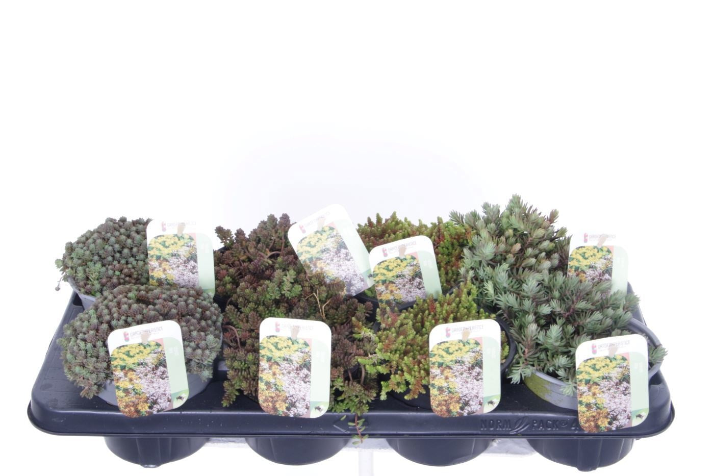 Sedum album mix 15cm 13cm Pot