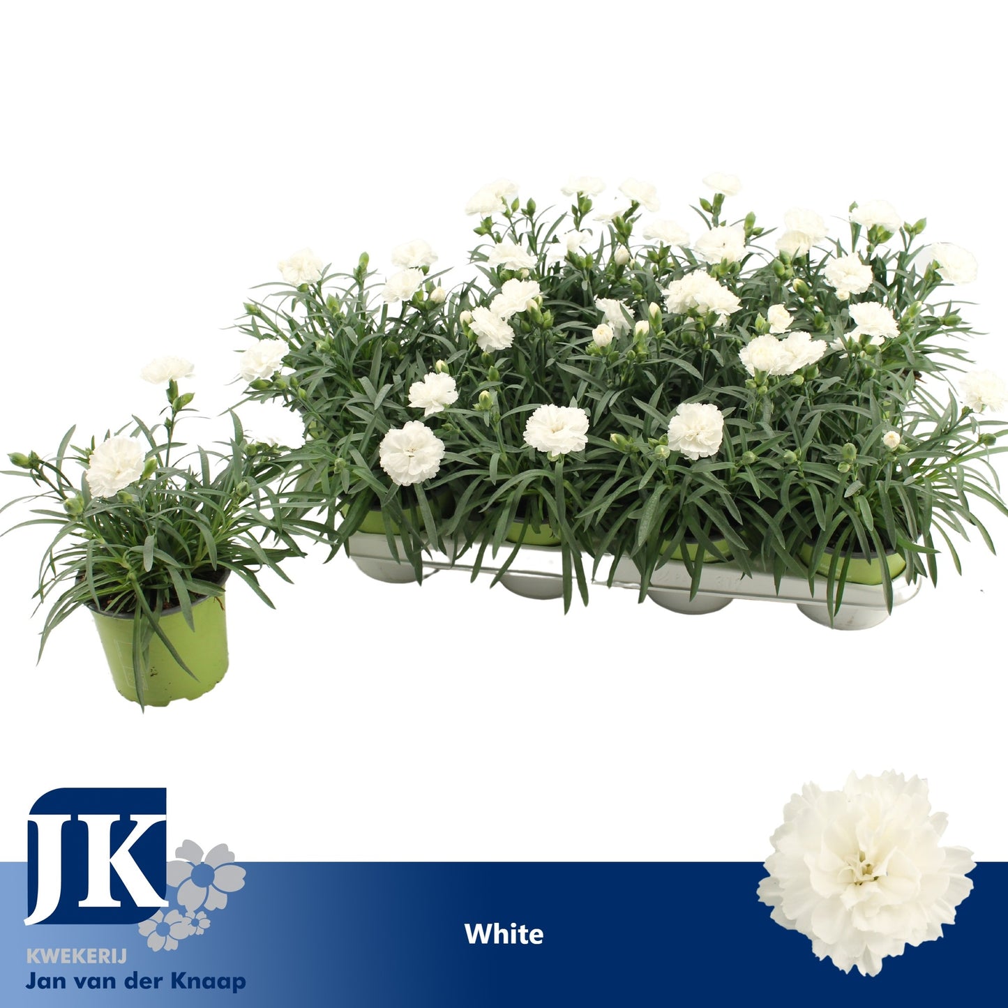 Dianthus Dinah 22cm 12cm Pot