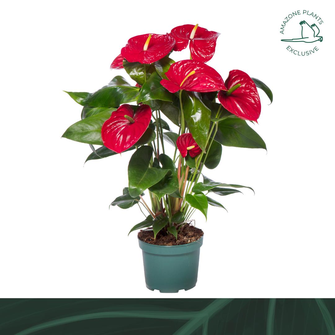 Amazoneplants BV Anthurium Nevada Pack of 6