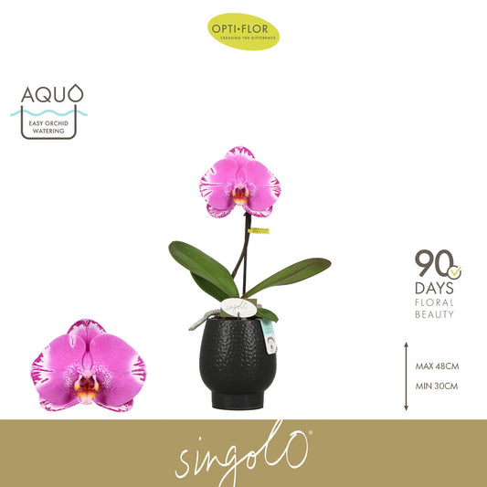 Phalaenopsis Singolo Shima (+ drp.ceramic) 40cm 9cm Pot