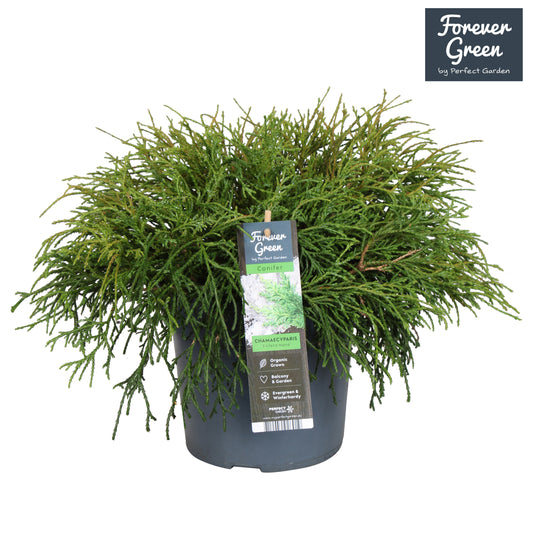 Chamaecyparis Filifera Nana 50cm 19cm Pot