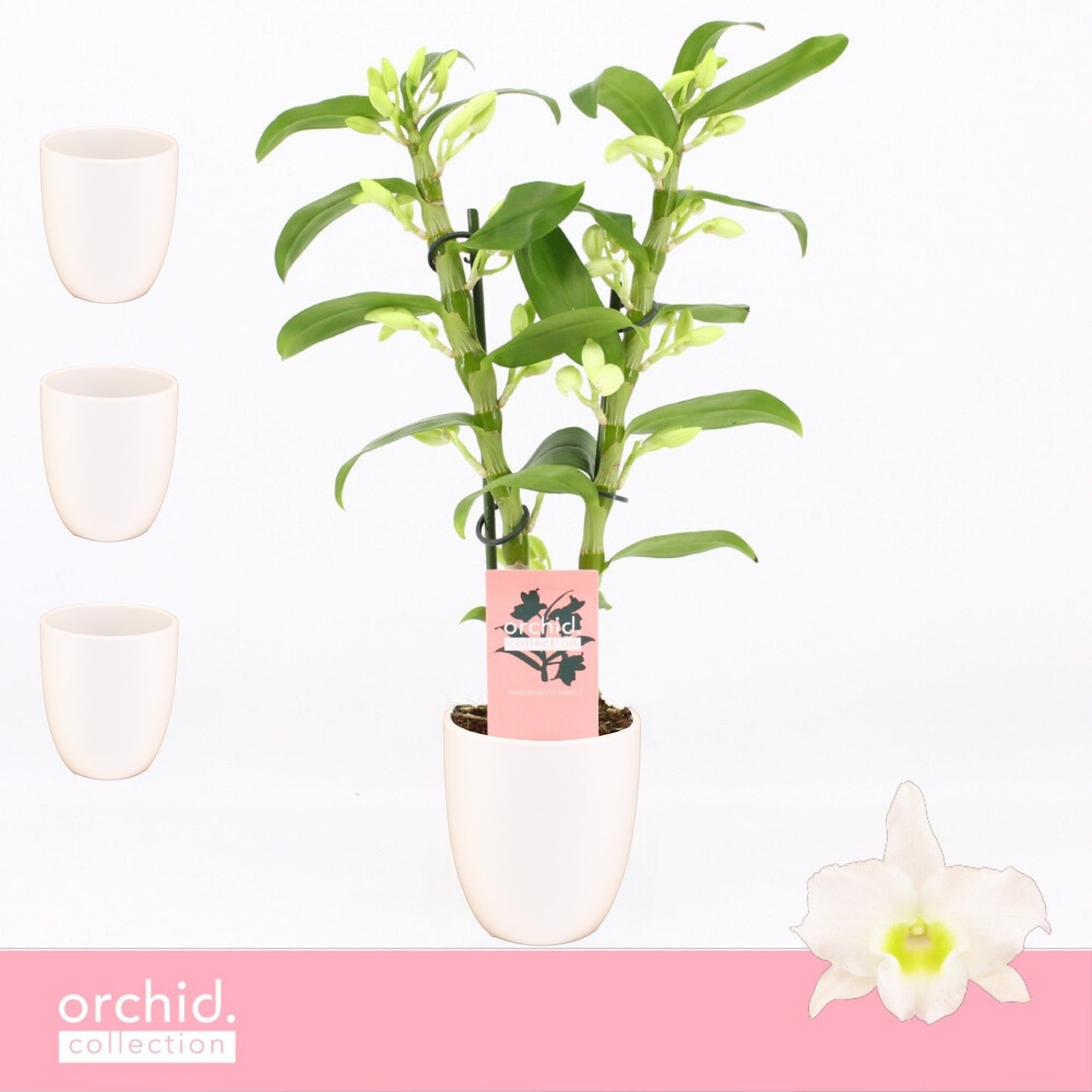 Dendrobium Apollon 40cm 12cm Pot