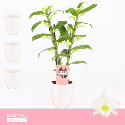 Dendrobium Apollon 40cm 12cm Pot