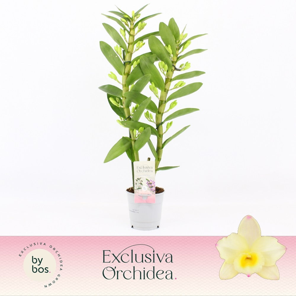 Dendrobium nob. yellow 40cm 12cm Pot