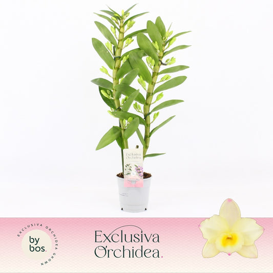 Dendrobium nob. yellow 40cm 12cm Pot