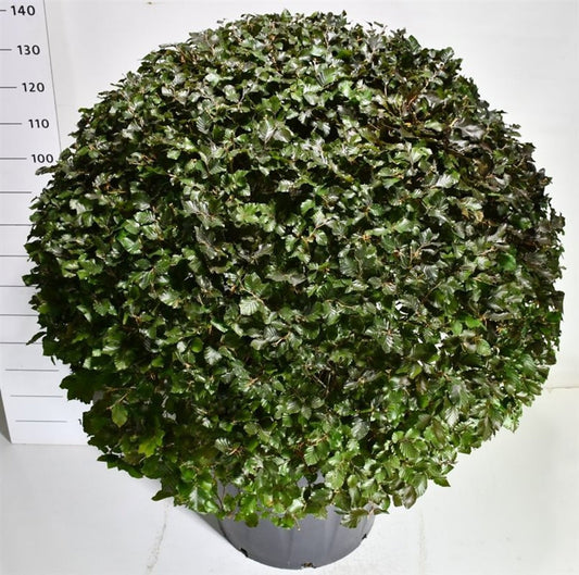 Fagus Atropunicea 135cm 65cm Pot
