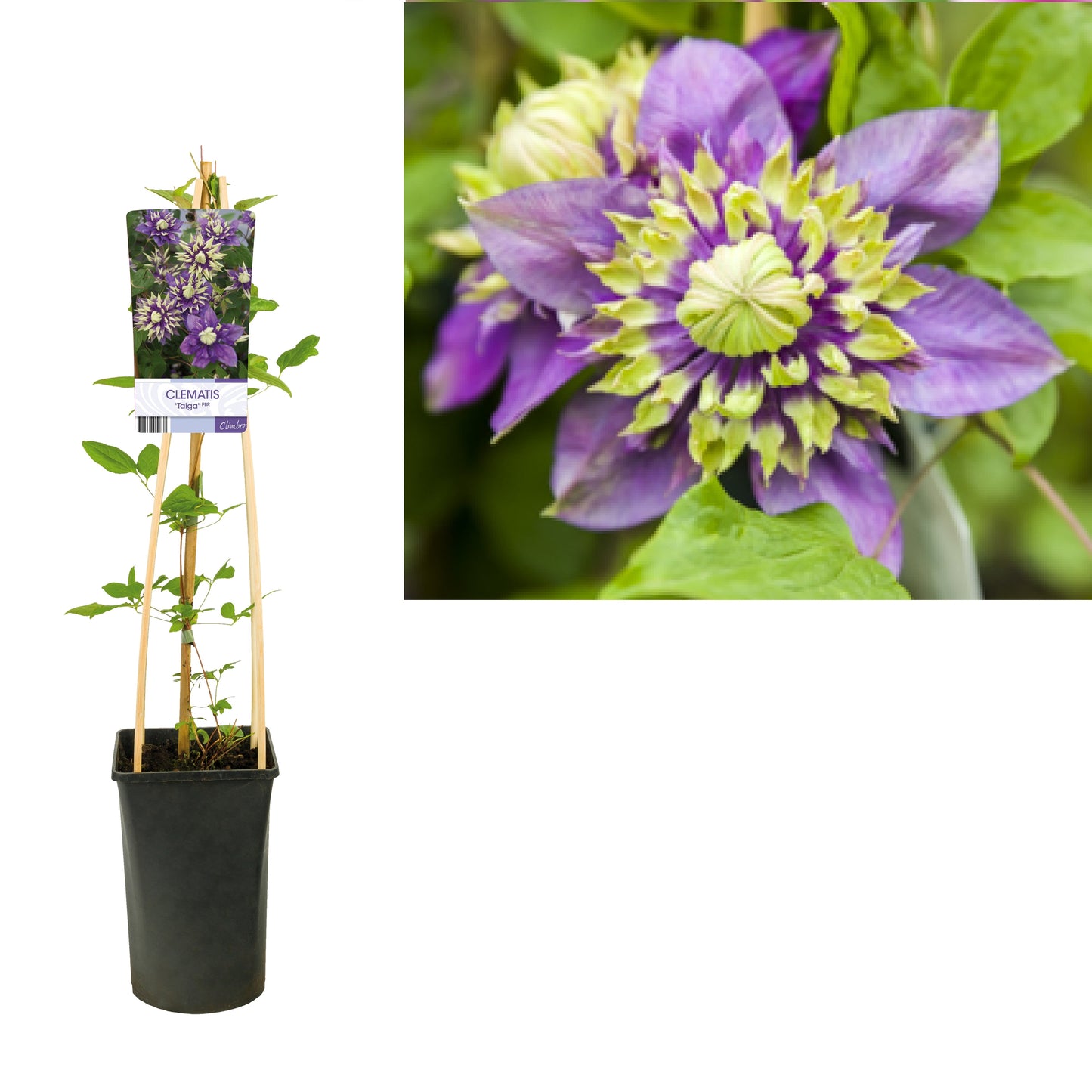 Clematis hybrid mix 75cm 17cm Pot
