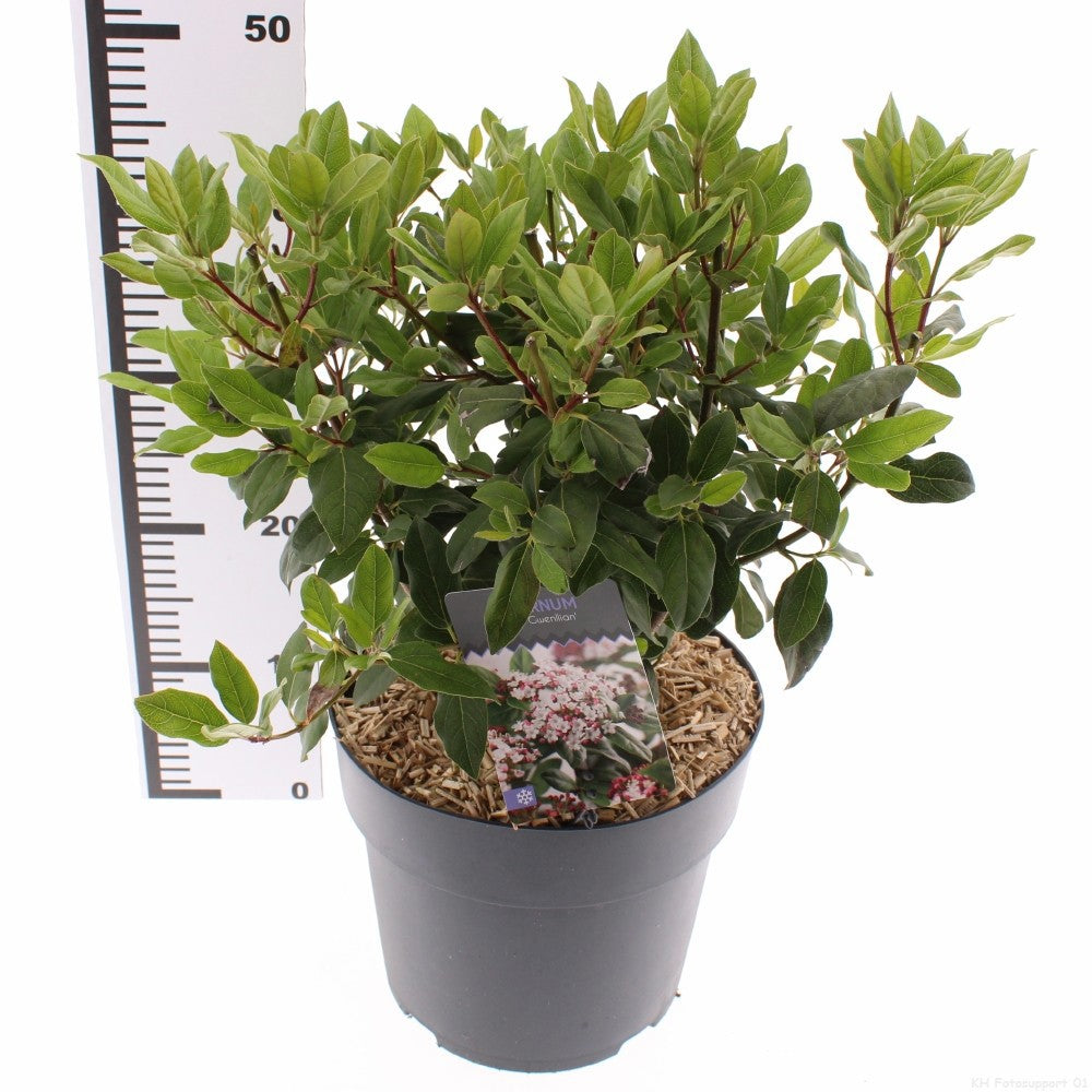 Viburnum tinus Gwenllian 30cm 26cm Pot