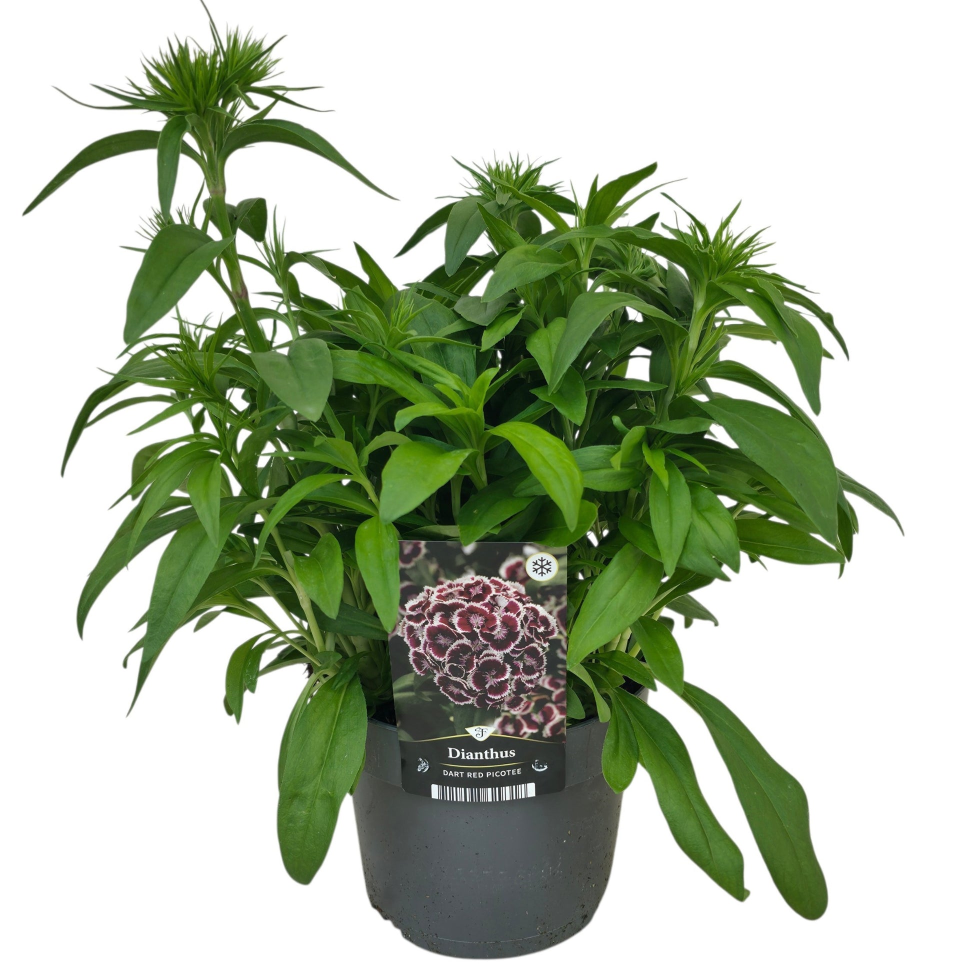 Dianthus bar. Dart Red Picotee 35cm 17cm Pot