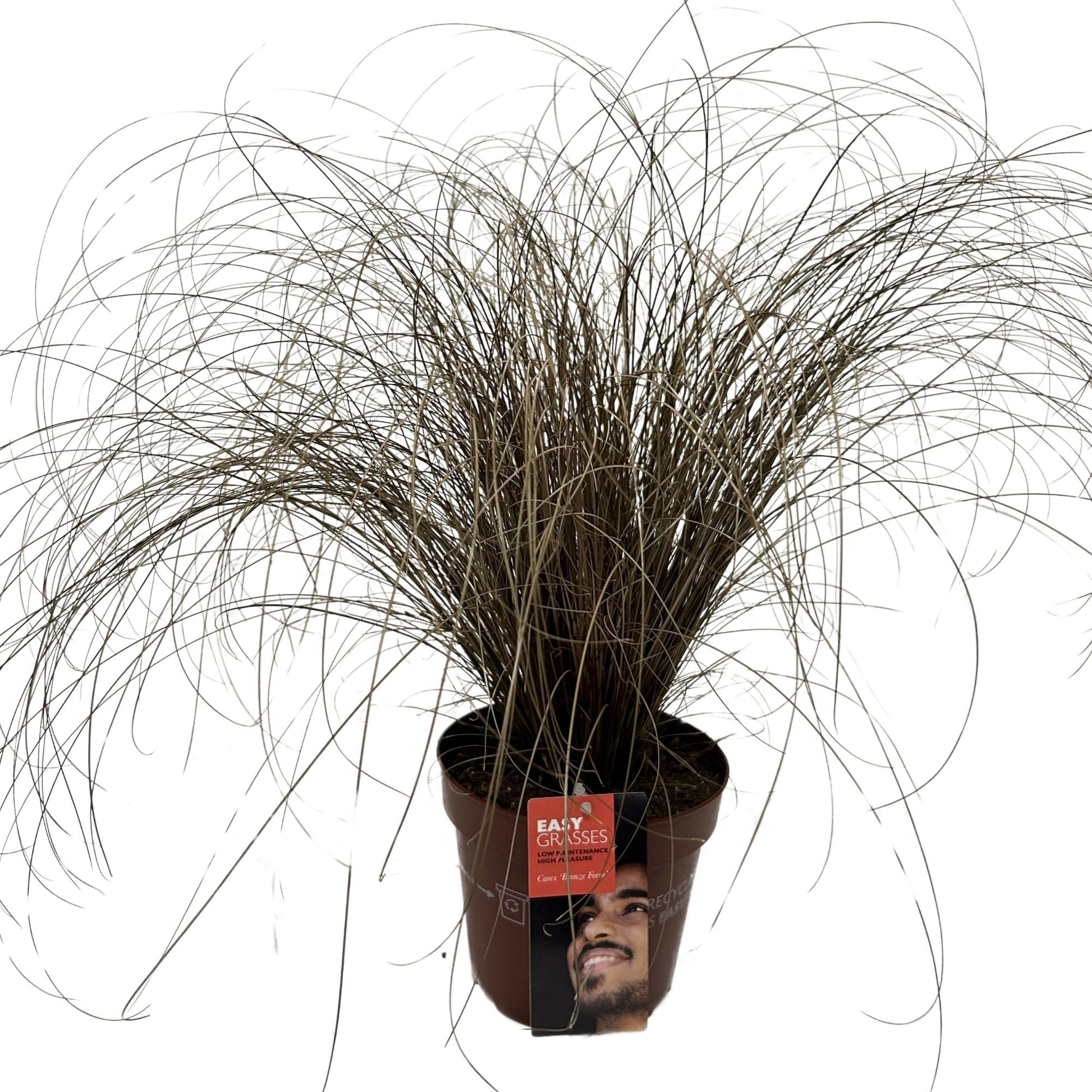 Carex Bronze Form 45cm 17cm Pot