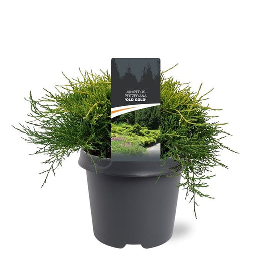 Juniperus Old Gold 35cm 23cm Pot
