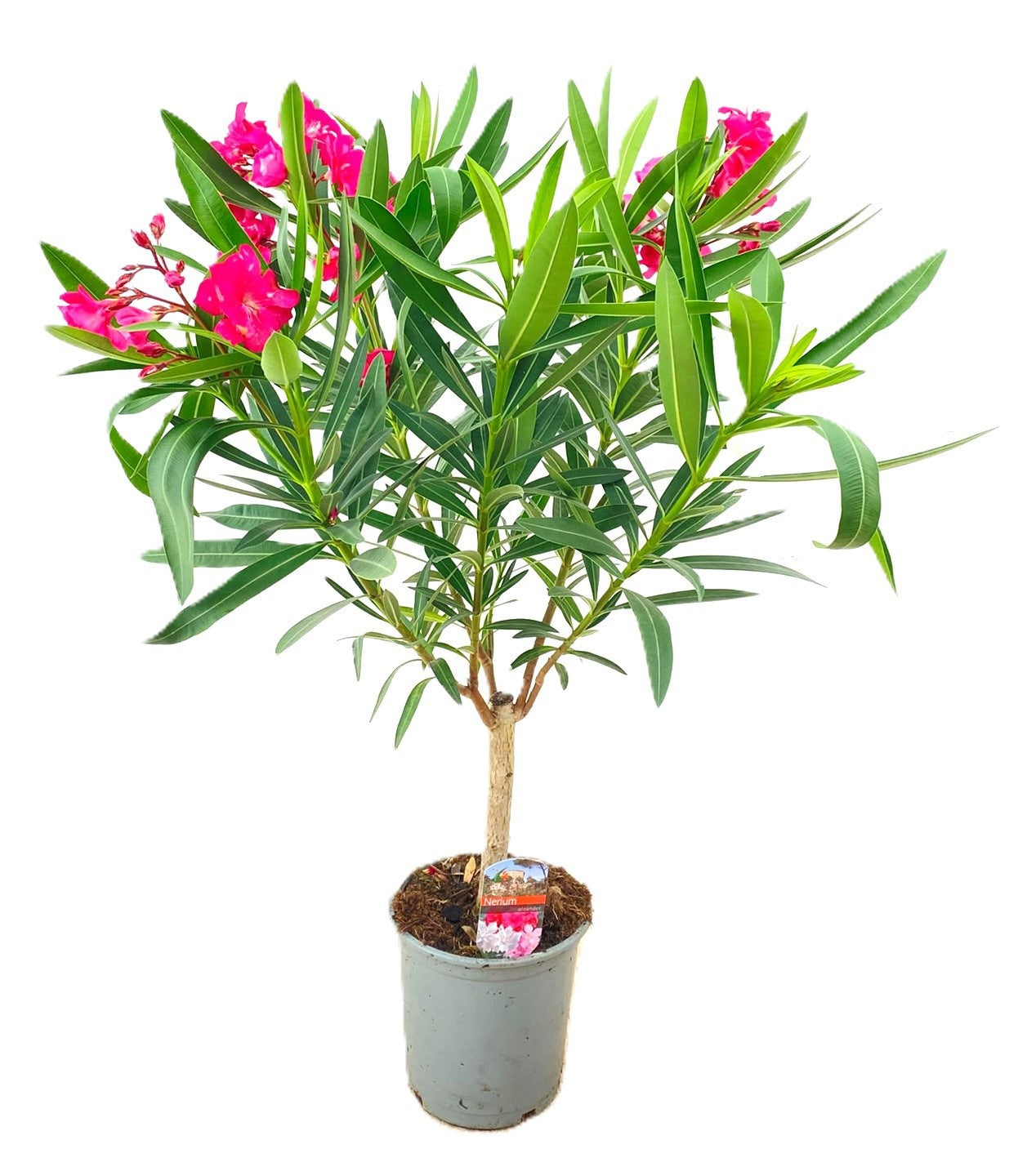 Nerium oleander 90cm 21cm Pot