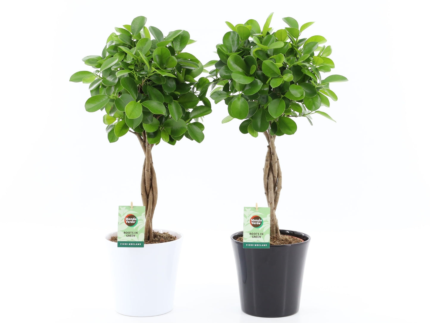 Ficus micr. Moclame 70cm 20cm Pot