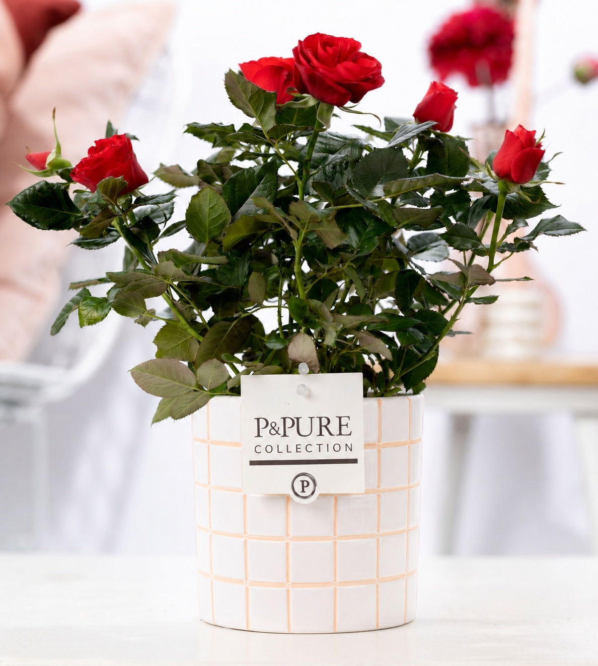 Rosa Beau Monde red 28cm 12cm Pot