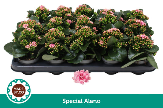 Kalanchoe Rosalina Don Alano 19cm 9cm Pot