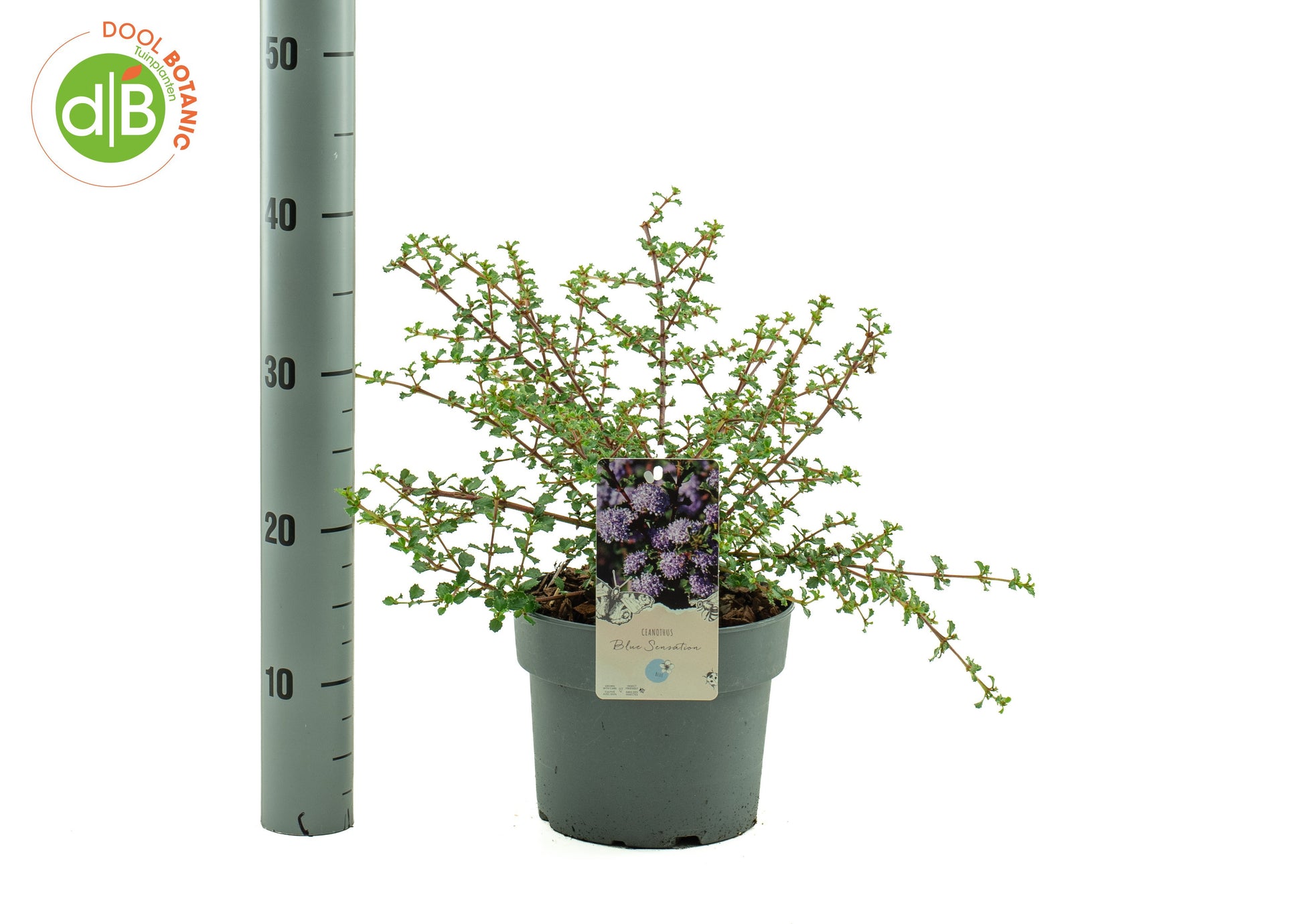 Dool Botanic Ceanothus thyrsiflorus repens Pack of 1