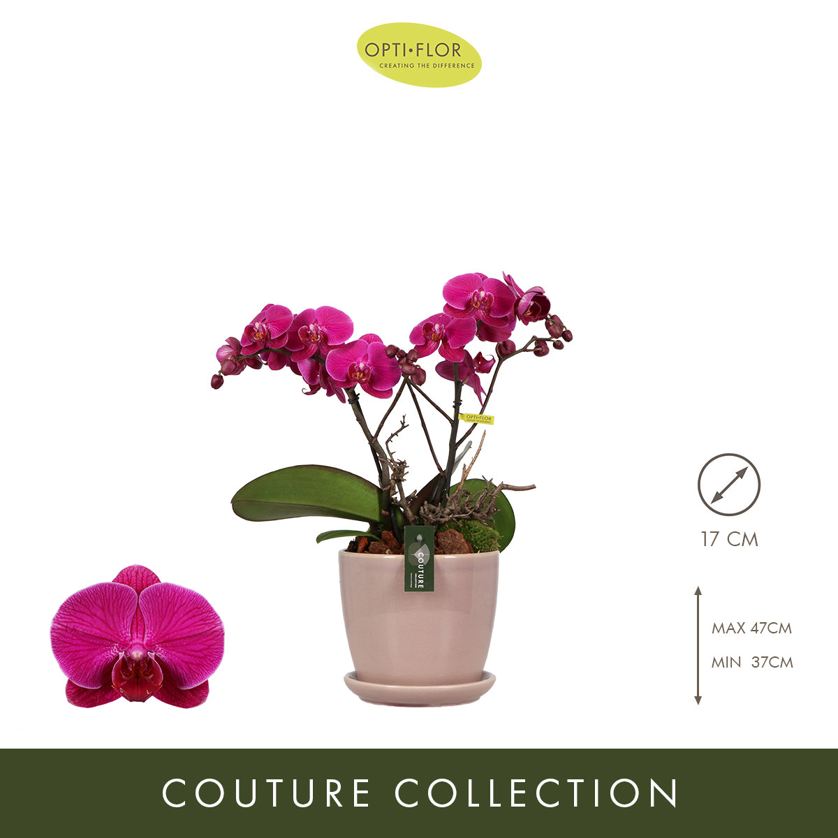 Phalaenopsis arrangement 17cm Pot