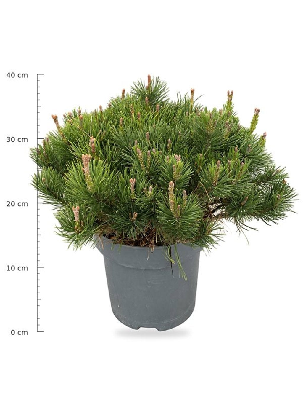 Pinus mugo Mugo 35cm 23cm Pot