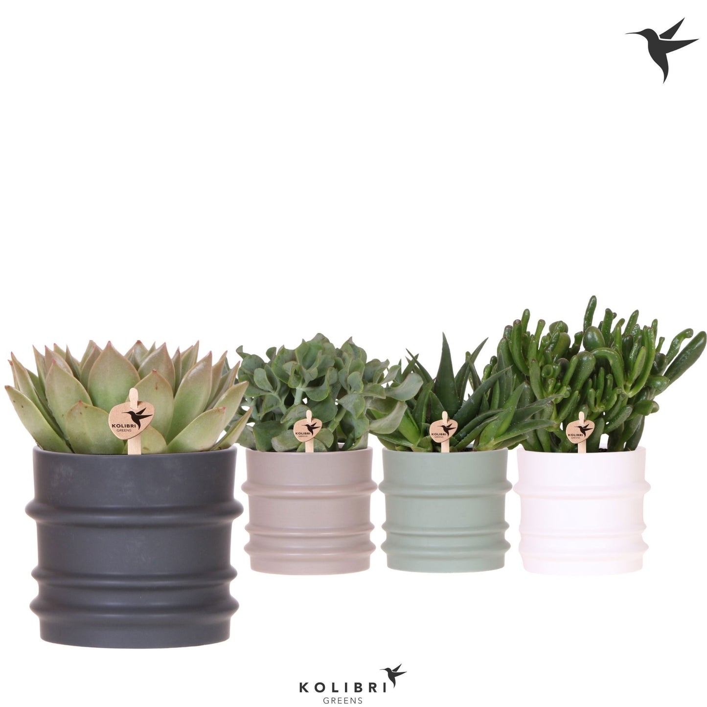 Succulent mix 26cm 12cm Pot