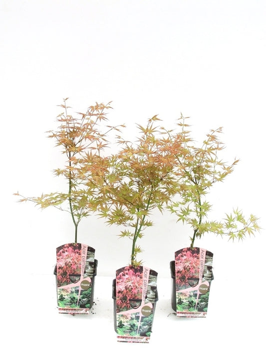 Acer Phoenix 60cm 19cm Pot