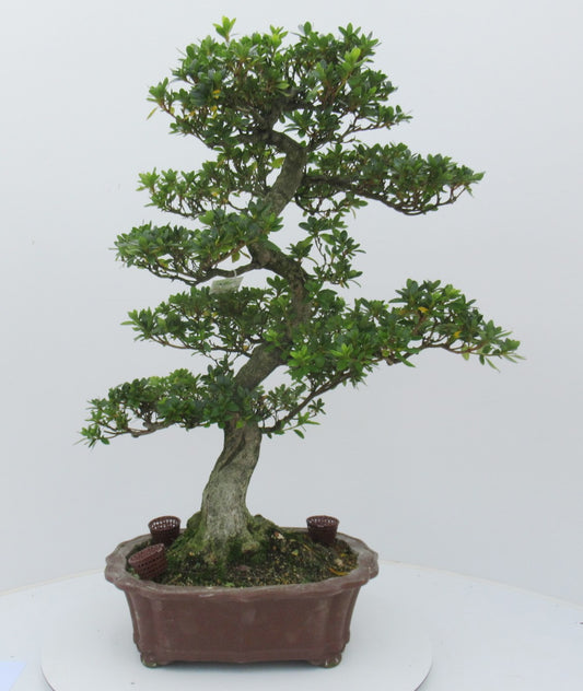 Bonsai Metasequoia Forest 75cm 35cm Pot