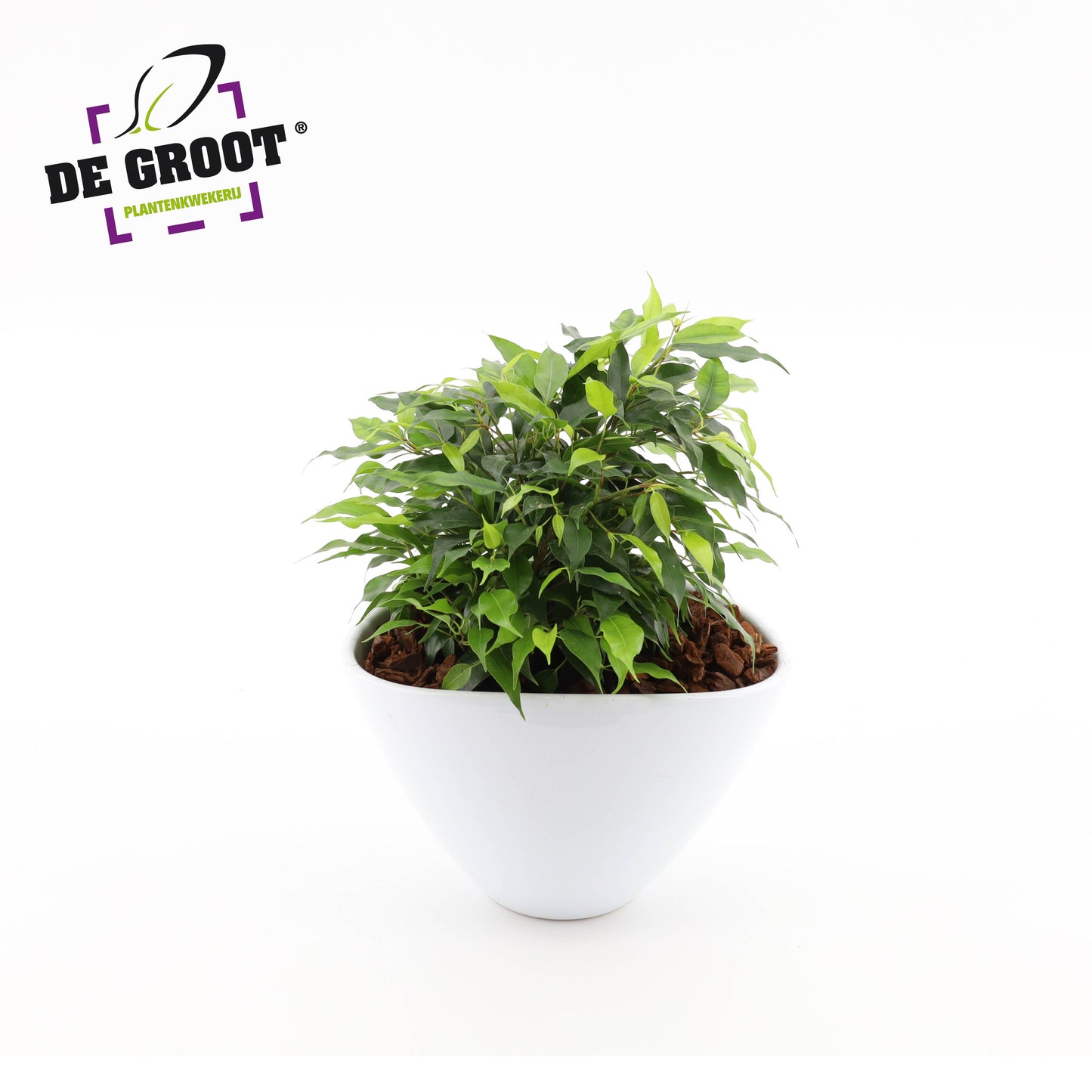 arr.  Plants 18cm Pot