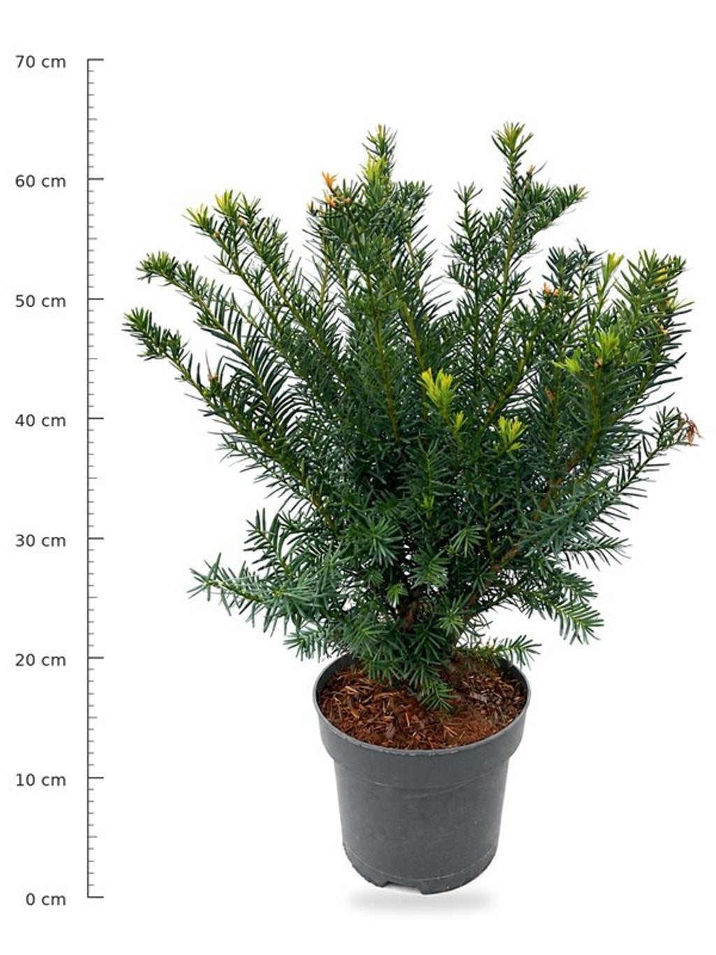 Taxus med. Farmen 50cm 23cm Pot