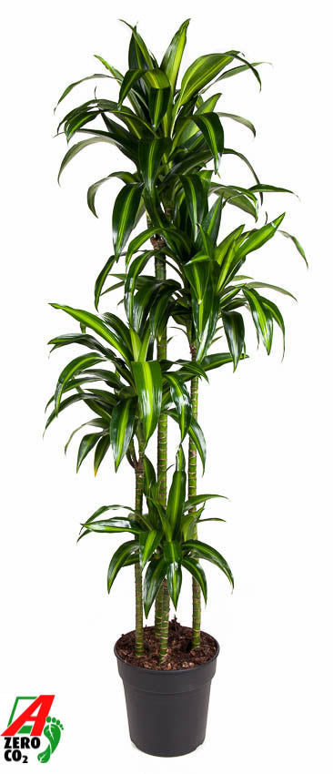 Dracaena fragrans Hawaiian Sunshine 170cm 27cm Pot