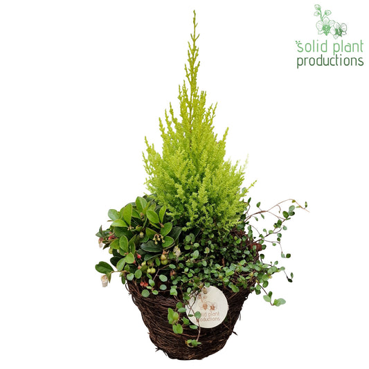 SBSC004 Salim B Small 45cm 20cm Pot
