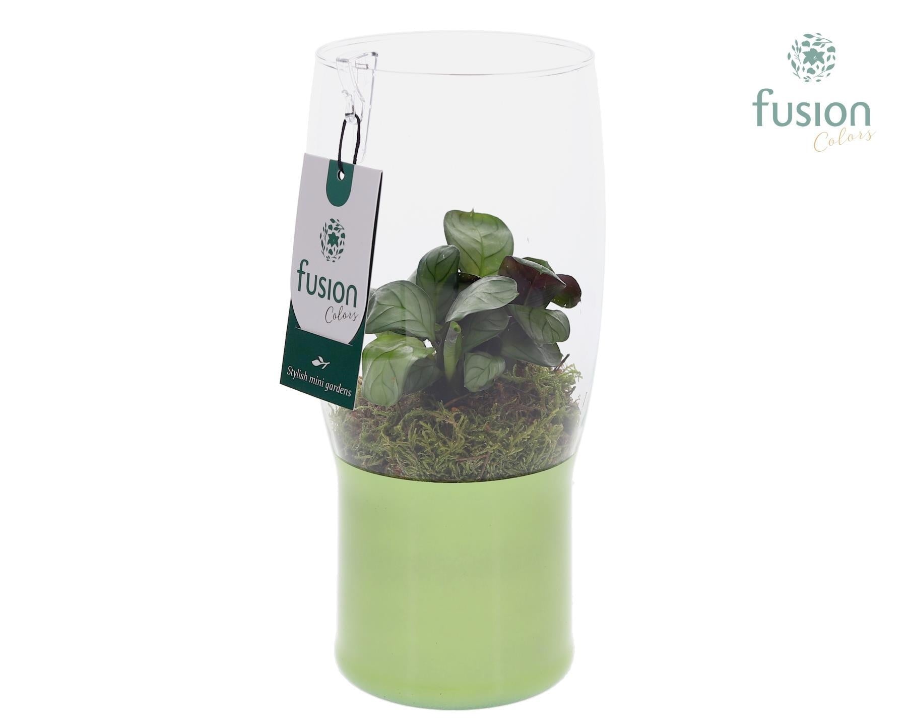 Fusioncolors BV Green Bottle Tulp vaas met Calathea Pack of 7