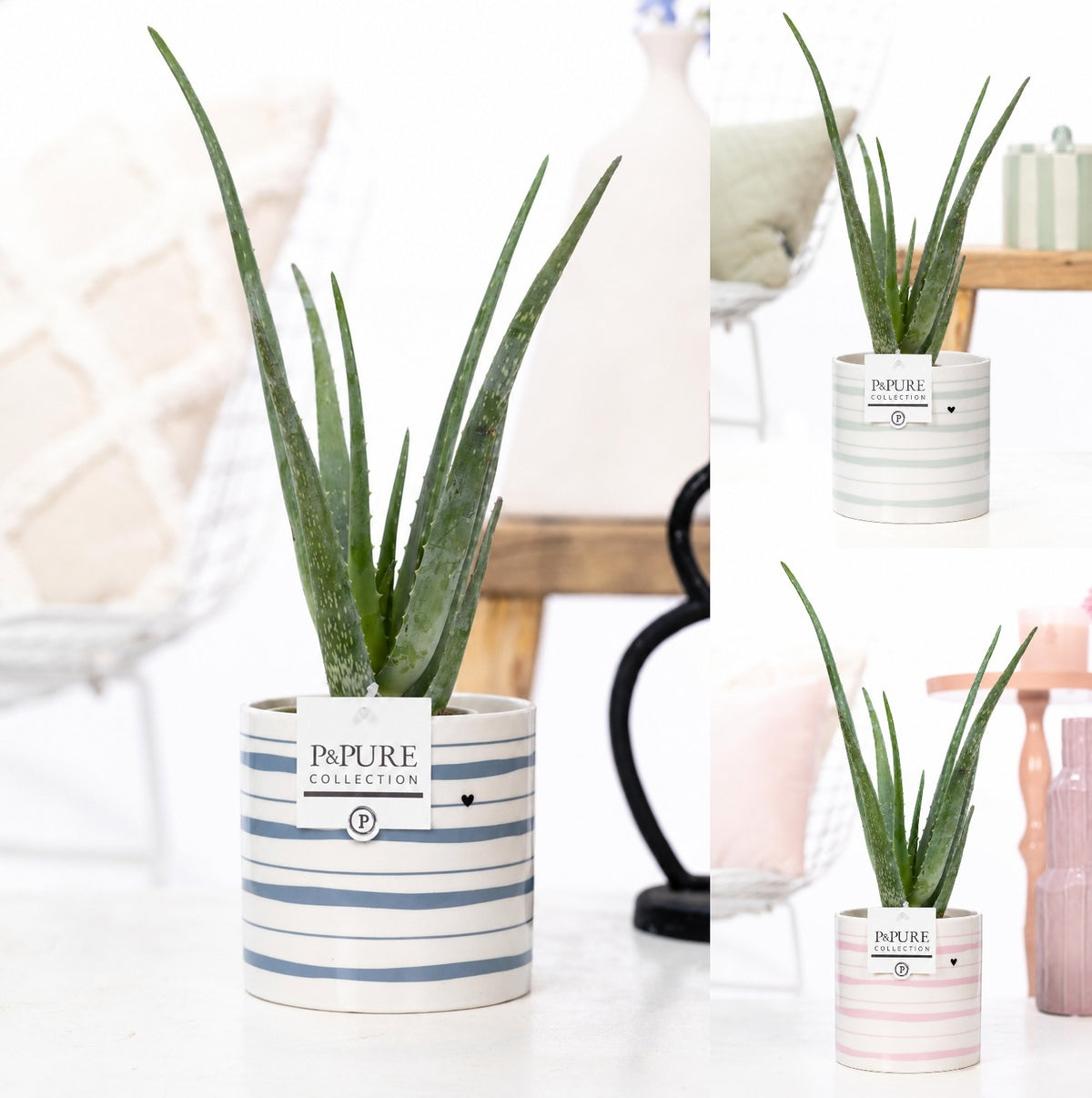 Aloe vera 40cm 12cm Pot