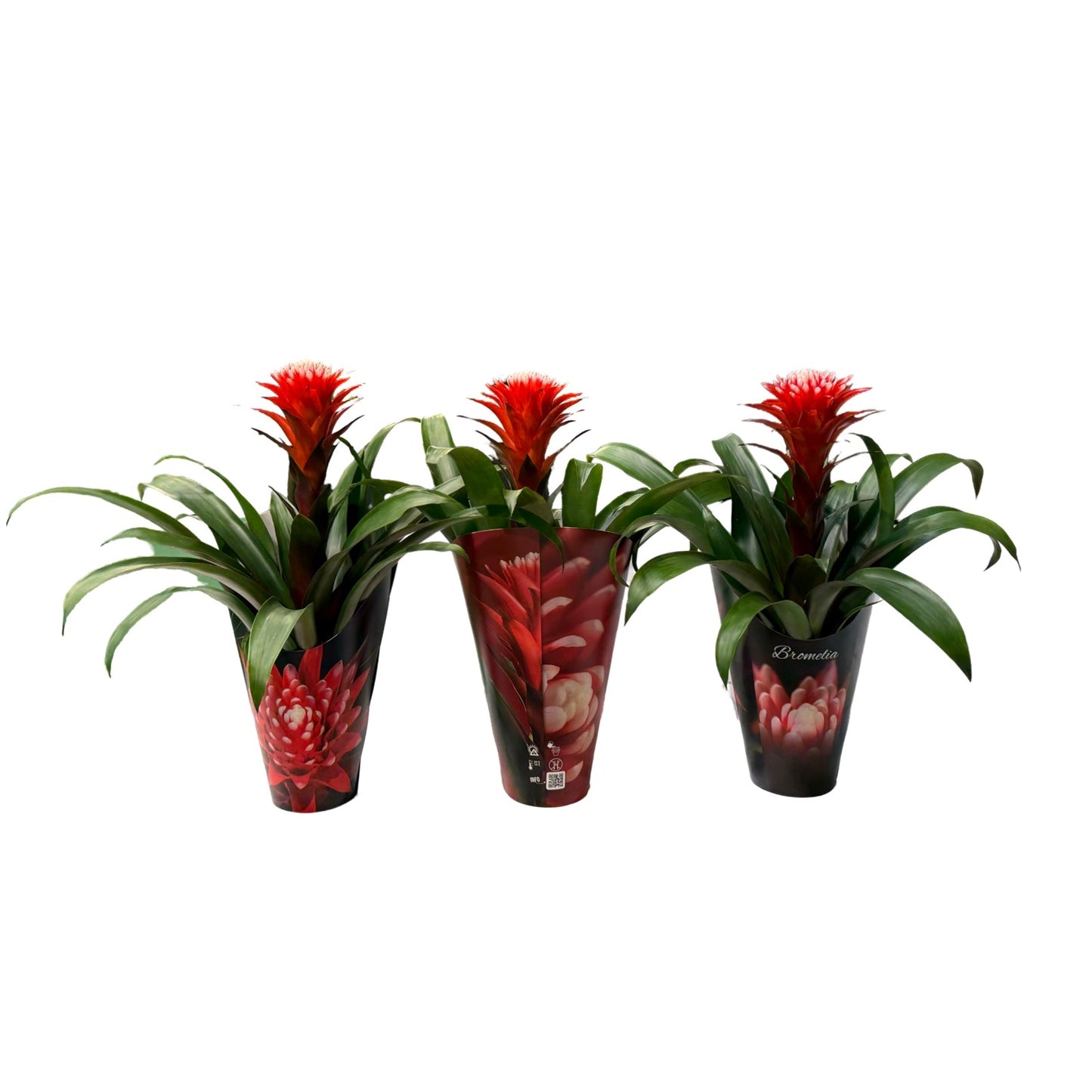 Guzmania Hope 38cm 12cm Pot