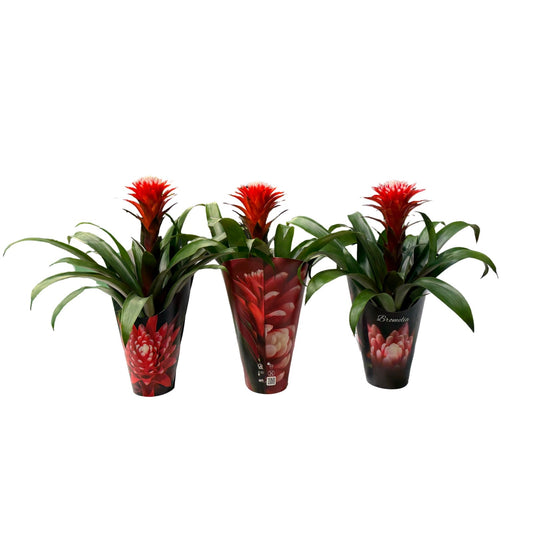 Guzmania Hope 38cm 12cm Pot