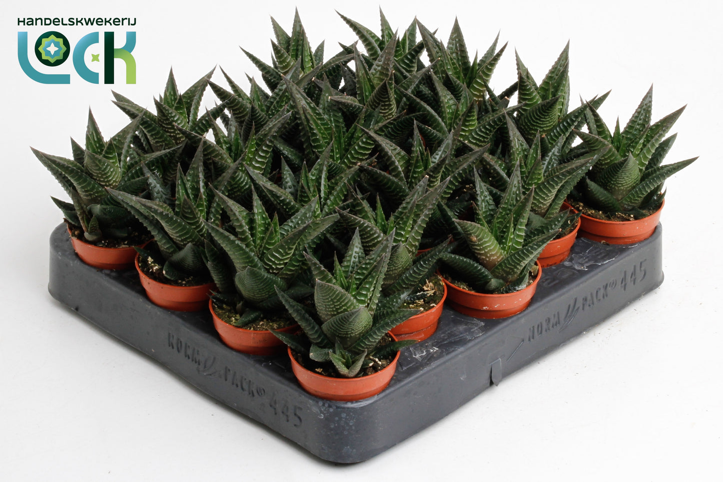 Lock, Handelskwekerij Haworthia limifolia Pack of 20