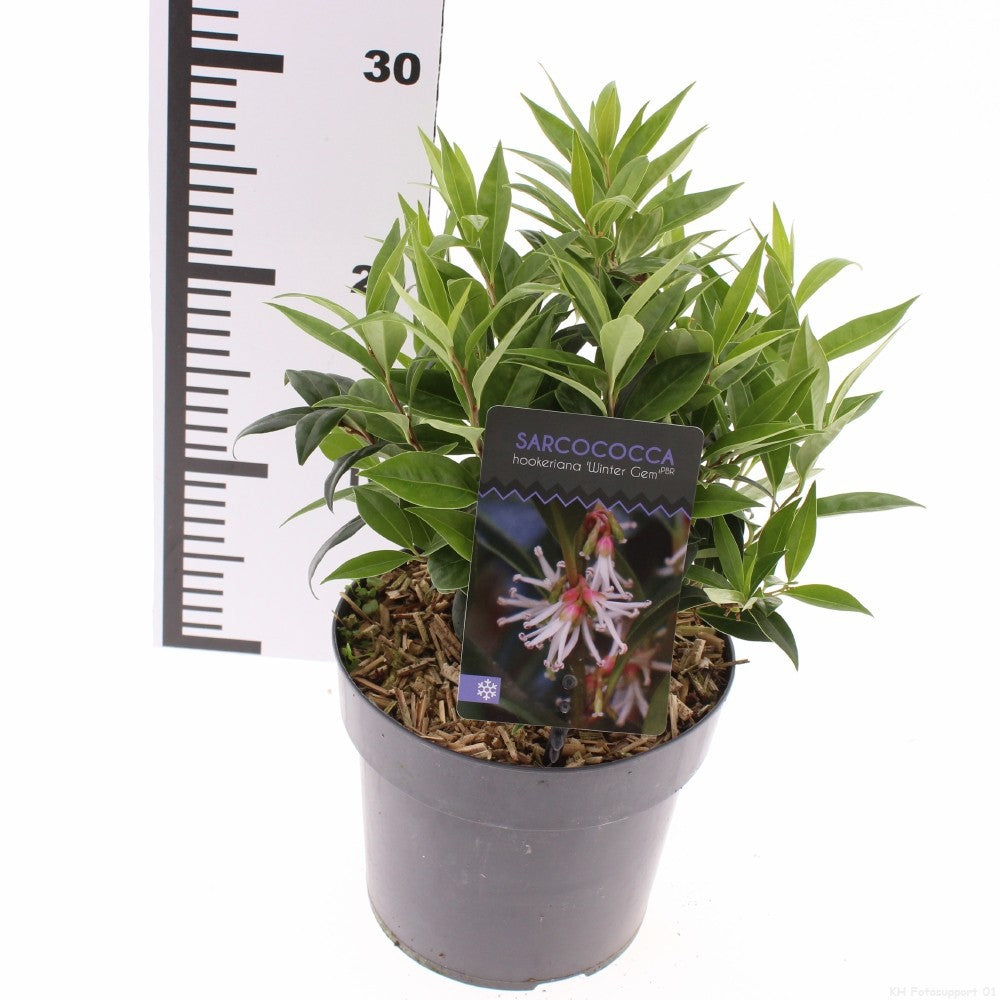 Sarcococca confusa 20cm 17cm Pot
