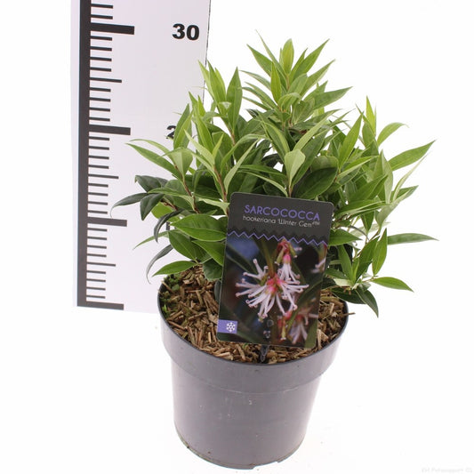 Sarcococca confusa 20cm 17cm Pot