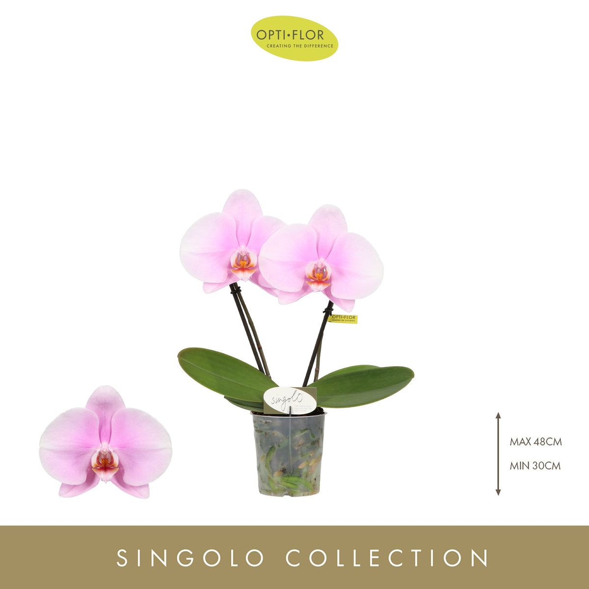 Phalaenopsis Singolo & Co Mino 40cm 9cm Pot