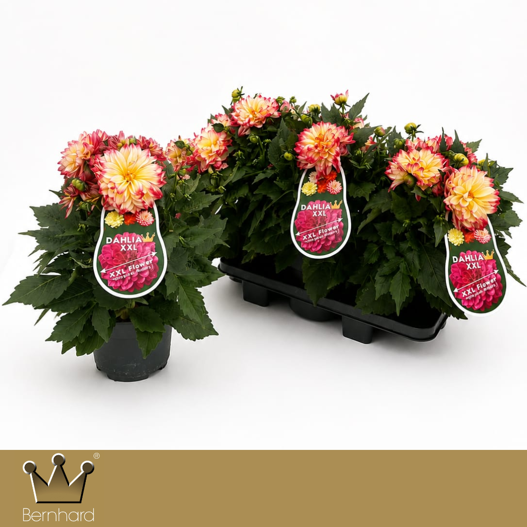 Dahlia Labella Maggiore Fun Pomegranate 40cm 19cm Pot