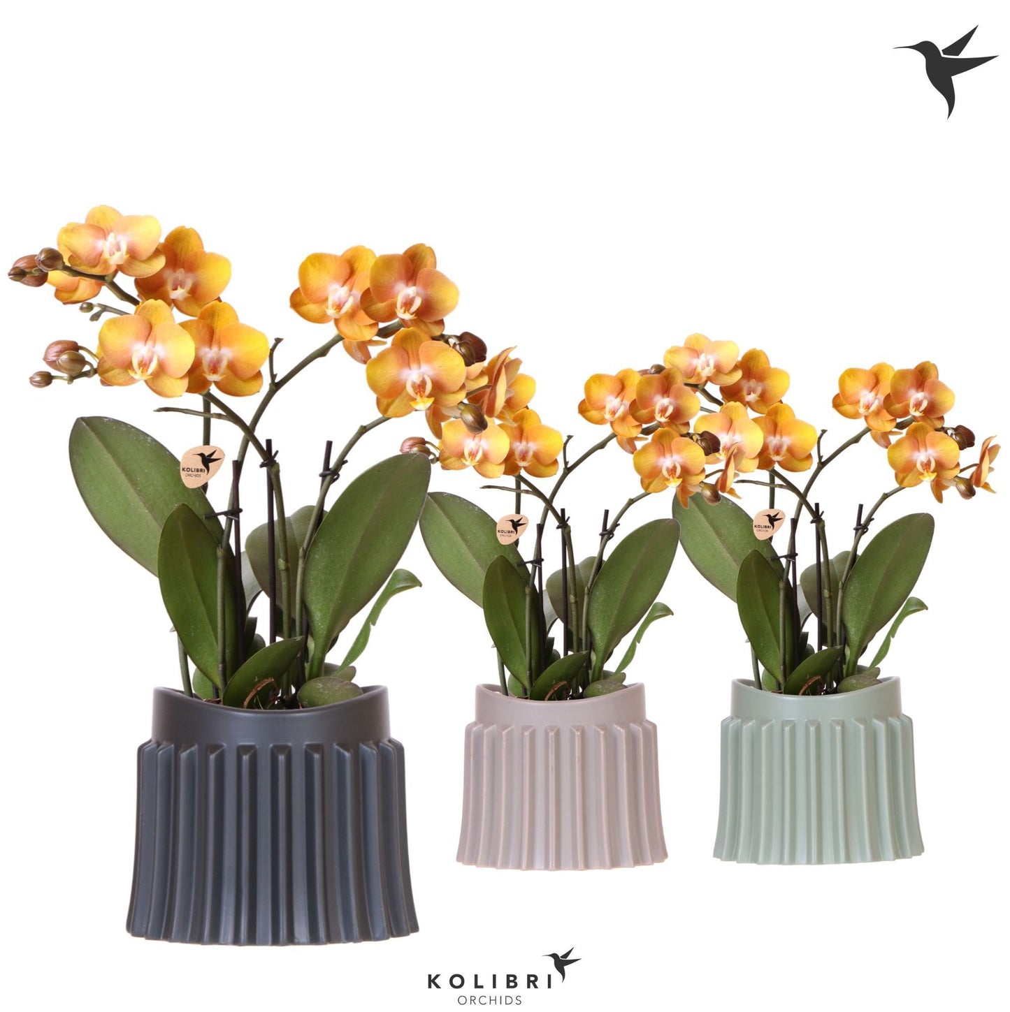 Phalaenopsis Las Vegas 40cm 12cm Pot
