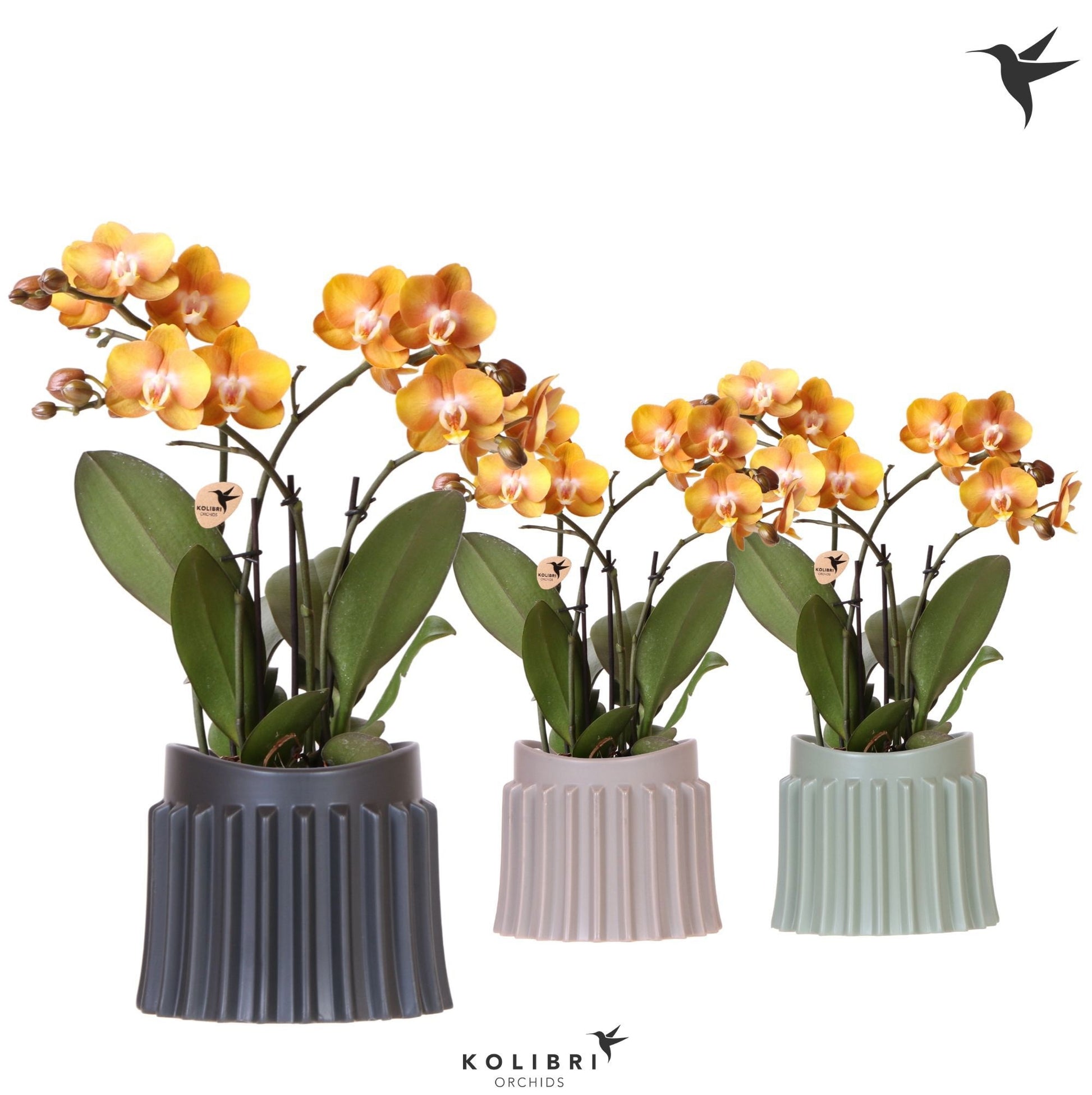 Phalaenopsis Las Vegas 40cm 12cm Pot