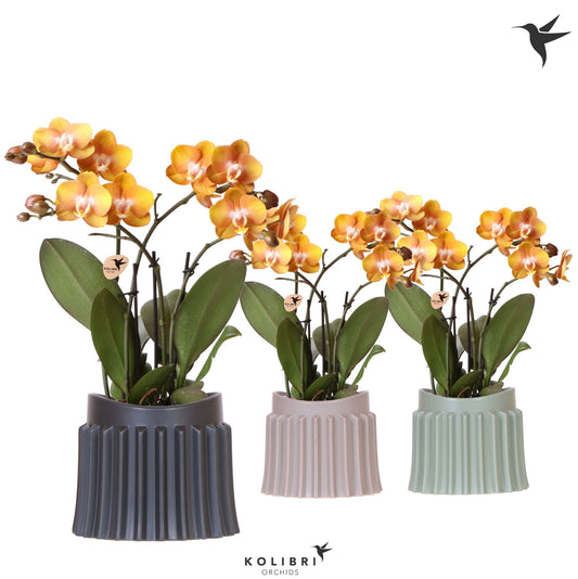 Phalaenopsis Las Vegas 40cm 12cm Pot