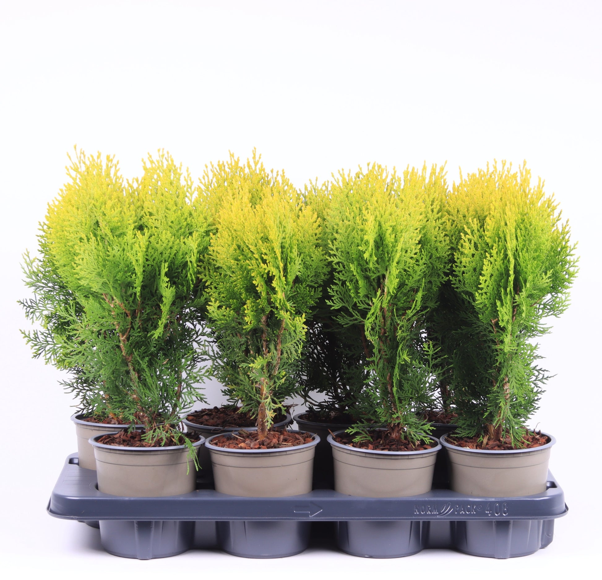 Platycladus Aurea Nana 35cm 13cm Pot