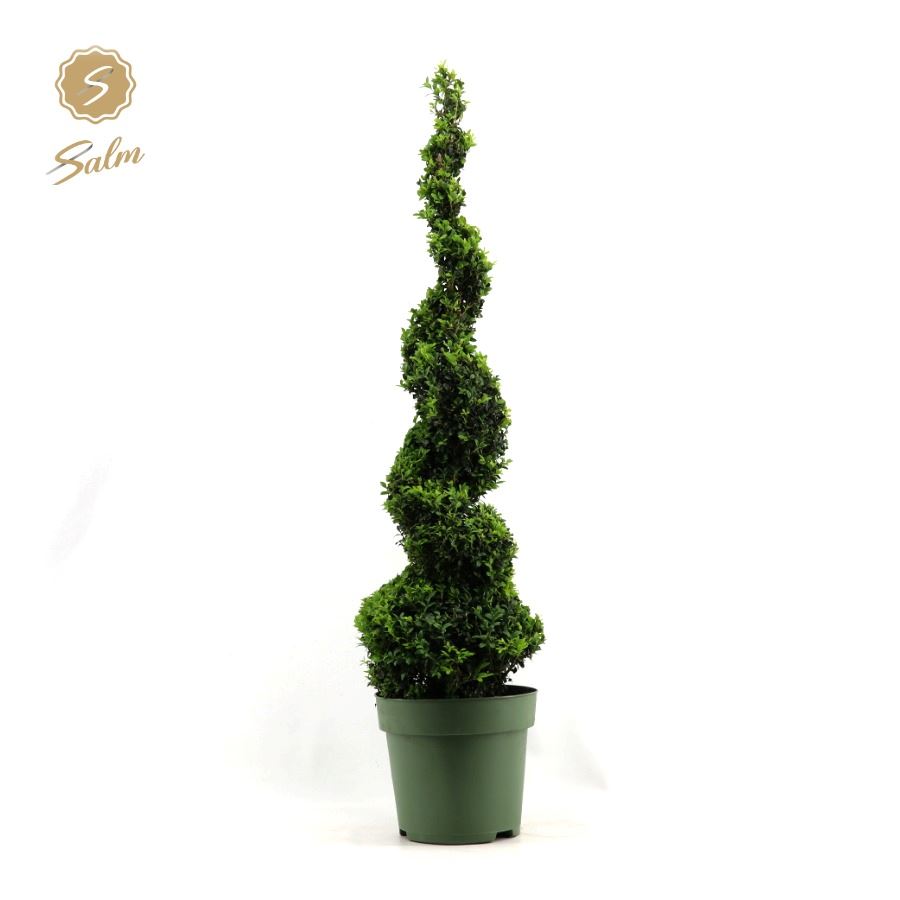 Buxus sempervirens spiral 115cm 27cm Pot