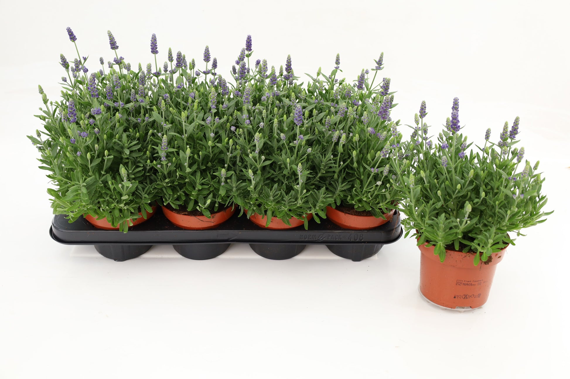 Lavandula ang. Spear Blue 27cm 13cm Pot